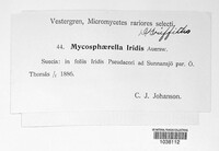 Rachicladosporium iridis image